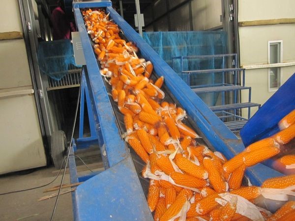 carrot